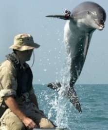 A marine scientist studies ocean life